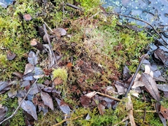Sphagnum subnitens