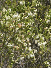 Erica spectabilis