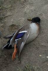 Anas platyrhynchos