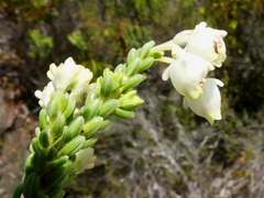 Erica spectabilis