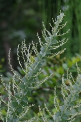Acacia cultriformis