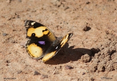 Junonia hierta cebrene