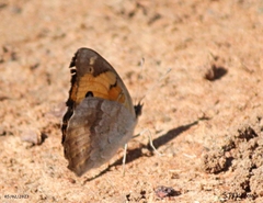 Junonia hierta cebrene