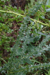 Acacia cultriformis