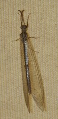Neuroleon arenarius