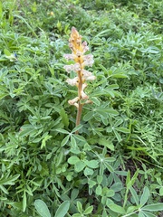 Orobanche