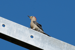 Melanerpes