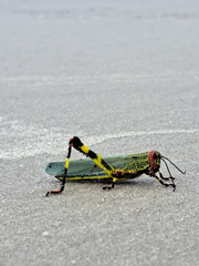 Zoniopoda tarsata