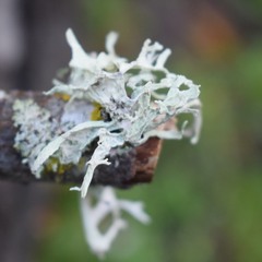 Ramalina leptocarpha