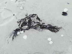 Fucus vesiculosus