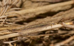 Macronemurus appendiculatus
