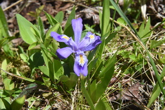 Iris lacustris