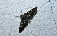 Desmia funeralis