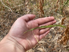 Acacia willdenowiana