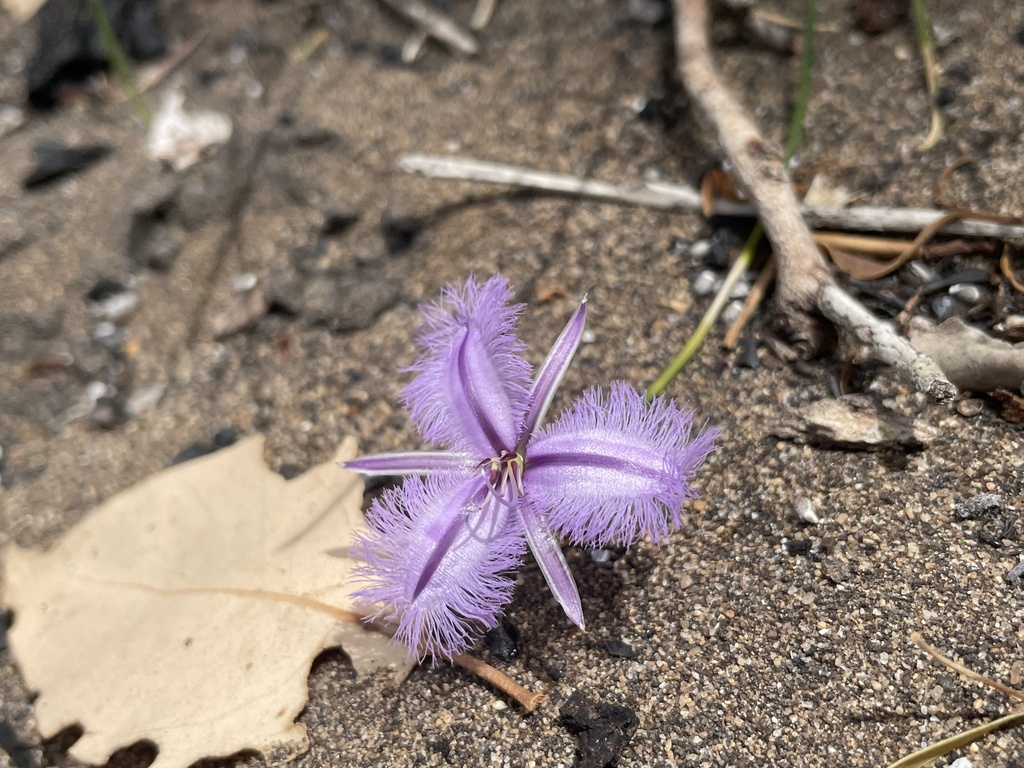 Thysanotus asper