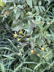 Bidens frondosa