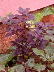 Alternanthera brasiliana