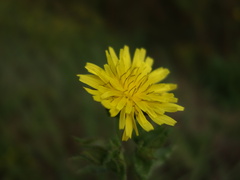 Helminthotheca echioides