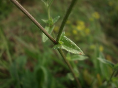 Helminthotheca echioides