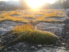 Tortula muralis