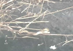 Coelognathus helena