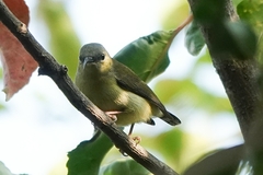 Aethopyga christinae