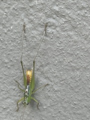 Conocephalini