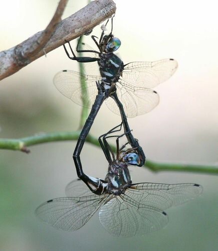 Ozark Emerald photographed in Arkansas