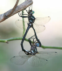 Somatochlora ozarkensis