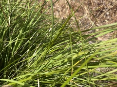 Lomandra maritima