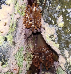 Telmatactis cricoides