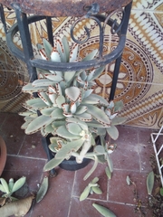 Kalanchoe tomentosa