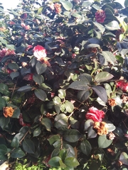 Camellia japonica