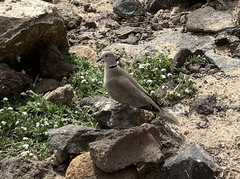 Streptopelia roseogrisea