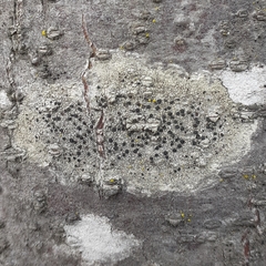 Lecidella