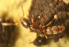 Hypoponera