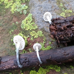 Tetrapyrgos nigripes