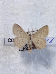 Scopula corrivalaria