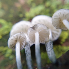 Tetrapyrgos nigripes