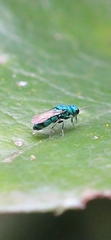 Caenochrysis