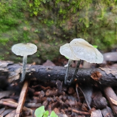 Tetrapyrgos nigripes