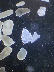 Bolivina