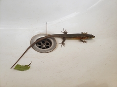 Trachylepis maculilabris