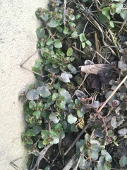 Veronica hederifolia-sublobata-triloba