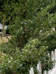 Buxus microphylla