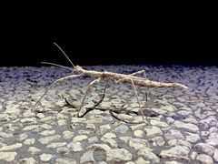 Bactrododema tiaratum