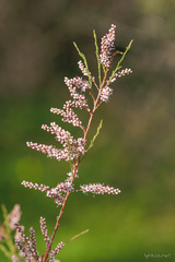 Tamarix parviflora