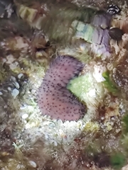 Holothuria sanctori