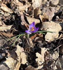 Crocus tommasinianus