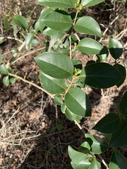 Ligustrum japonicum
